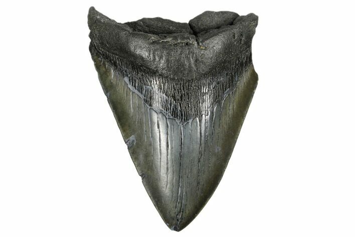 Bargain, Fossil Megalodon Tooth - South Carolina #170505